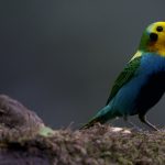 Foto cortesía: Tangara-multicolor_-Chlorochrysa-nitidissima_-Foto-Carlos-Mario-Wagner-Wagner-BAJA.-1.jpg